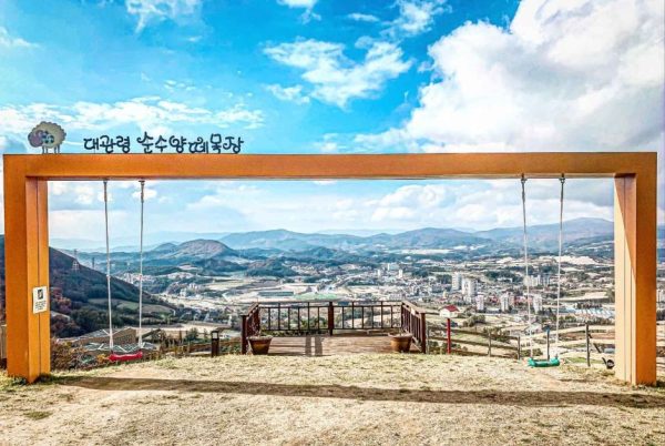 대관령 양떼목장, 이국적인 풍경 속에서 즐기는 평화로운 힐링 여행