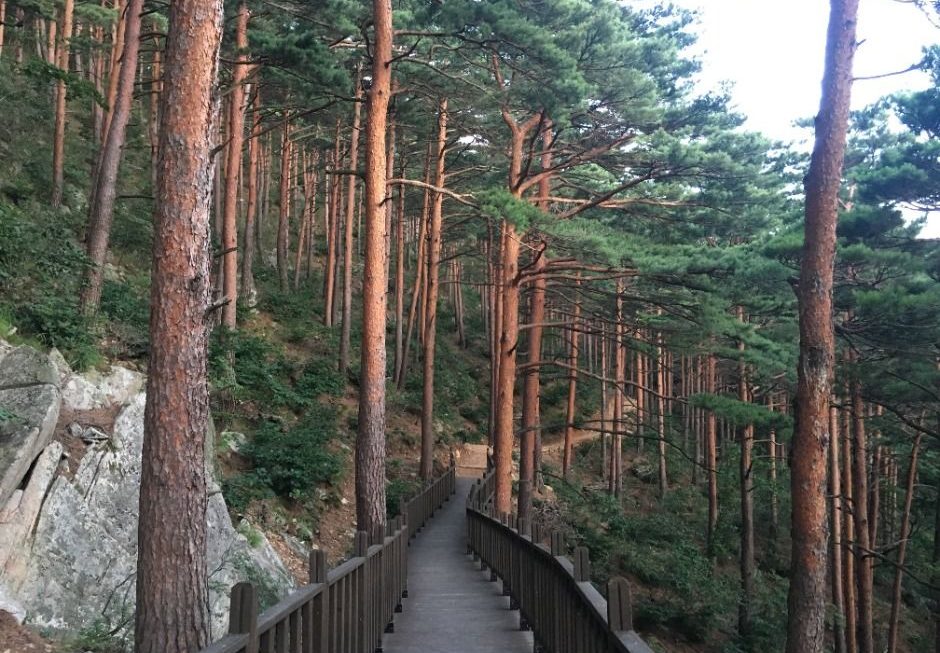 강릉 대관령 국립치유의숲, 피톤치드 가득 힐링 산책