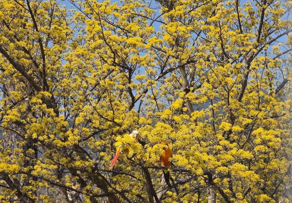 구례산수유꽃축제